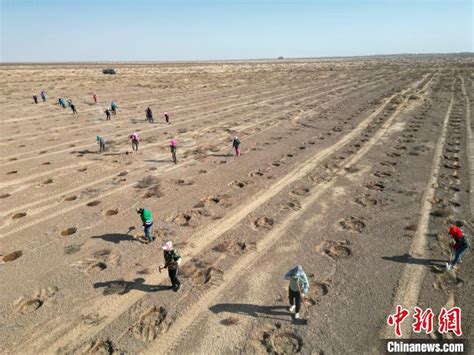 【中央媒体看民勤】甘肃民勤：二百余人春季沙漠种梭梭等防沙治沙