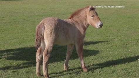 Scientists clone a second Przewalski horse | cbs8.com