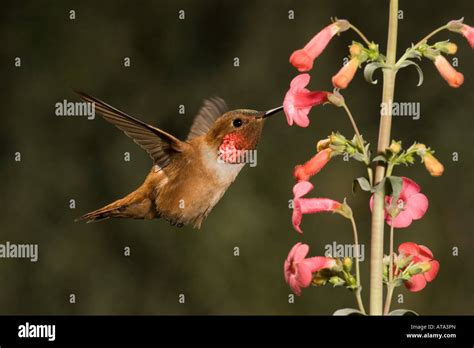 Rufous Hummingbird Male Selasphorus Rufus Feeding At Penstemon