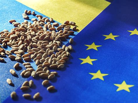 Pomoc Tylko Na Wznowienie Importu Pszenicy Z Ukrainy EURACTIV De