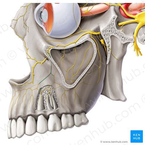 Nervi Alveolares Superiores Anatomie Funktion Klinik Kenhub