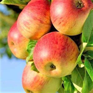 19 Best Apple Tree Varieties (with a Guide to Flowering Groups ...