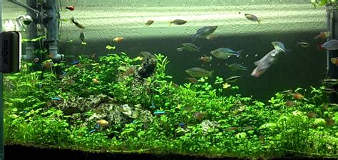 Марсилия четырехлистная: содержание, фото, видео