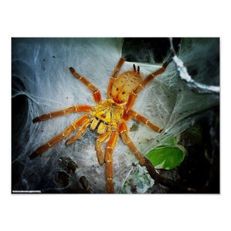 Pterinochilus murinus poster | Zazzle | Insect photography, Poster, Spider