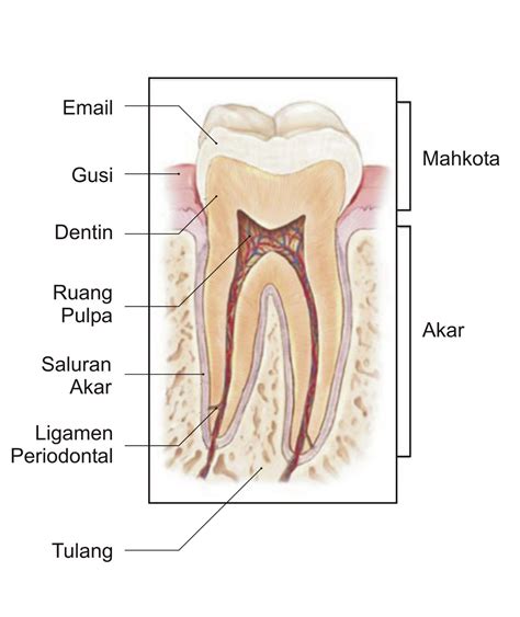 Proses Perawatan Saluran Akar Gigi Endodontic Treatment Atau Root Canal Treatment Cara