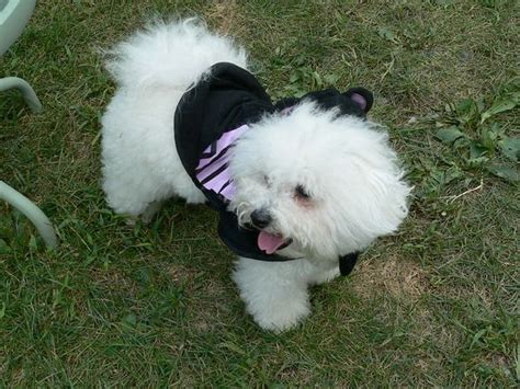 Bichon Frise Grooming can be Time Consuming - All About Bichon Frises