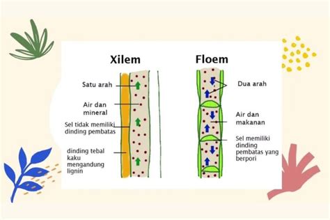 Mengenal 2 Fungsi Xilem Dan Floem Pada Jaringan Tumbuhan Yang Harus