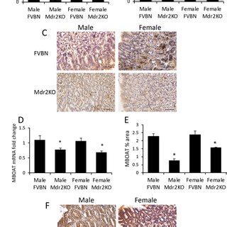 Gastric Ghr And MBOAT Expression In Mdr2KO Vs FVBN Mice Stomach Tissue