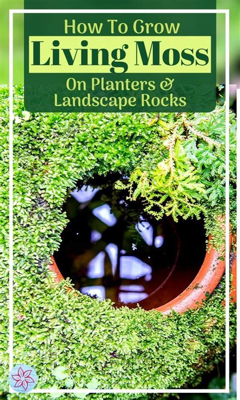 How To Grow Moss On Pots And Rocks Container Water Gardens How To