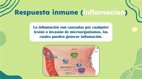 Barreras Tejidos Y Organos Del Sistema Inmune Pptx Descarga Gratuita