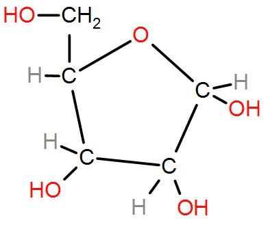 Pentose Structure