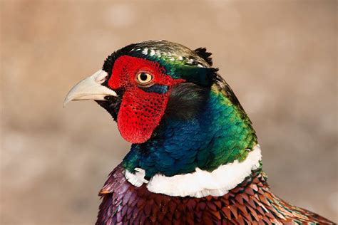 Pheasant Male | Kevin Agar Photography