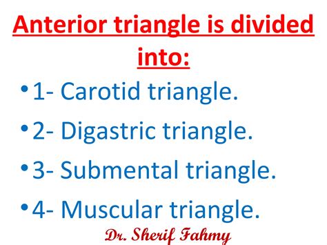 Carotid Triangle (Anatomy of the Neck) | PPT