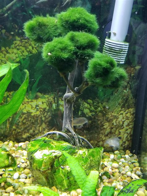 Bonsai Tree With Marimo Moss R Aquarium