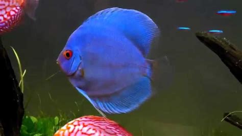 Discus Blue Diamond 12 Cm YouTube