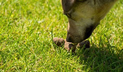 Coprophagia In Dogs Why Dogs Eat Poop And How To Stop It