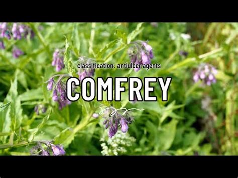 Comfrey Uses And Side Effects Youtube