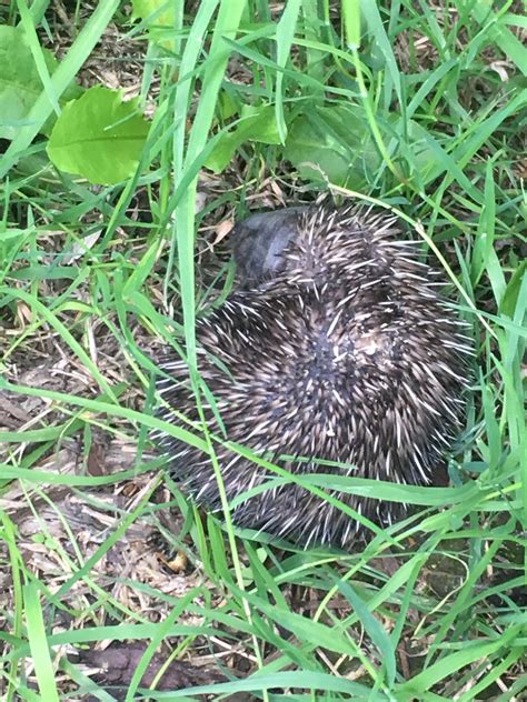 how do you hedgehog scratching at home 4