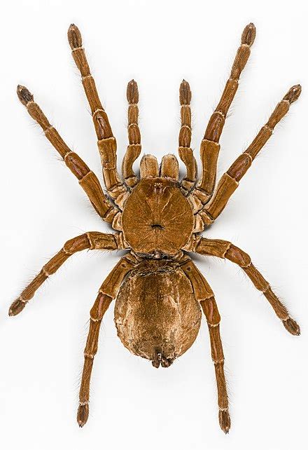 Goliath birdeater spider - Simple English Wikipedia, the free encyclopedia