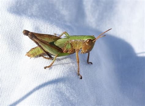 Maryland Biodiversity Project Short Winged Green Grasshopper Dichromorpha Viridis