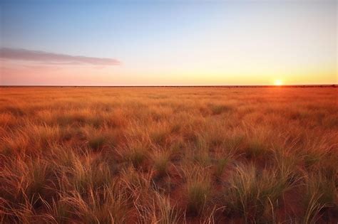 Premium Photo | Sunset over grassland in the desert of the australian ...