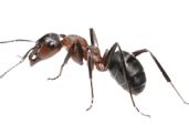 Pest Bug Control In Ventura County Insight Pest Management