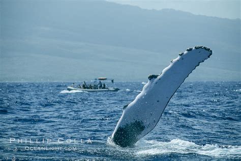 Humpback Whale Pectoral Fin Megaptera Novaeangliae Maui Hawaii