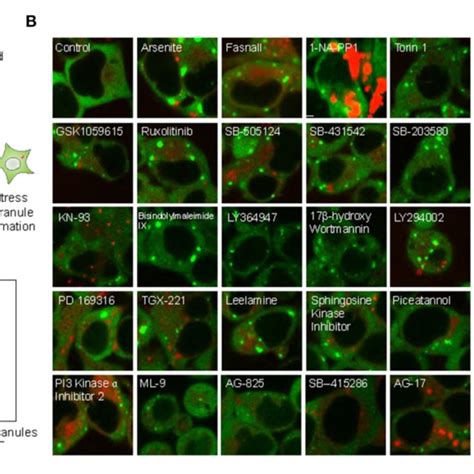 Pdf Small Molecule Screen Reveals Joint Regulation Of Stress Granule