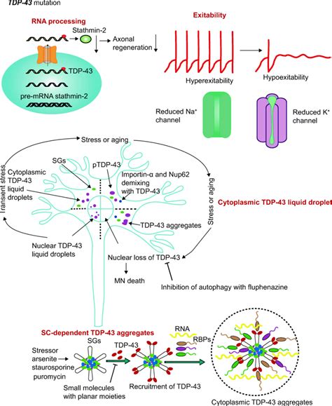 Schematic Overview Of The Underlying Pathogenic Mechanisms Of Als