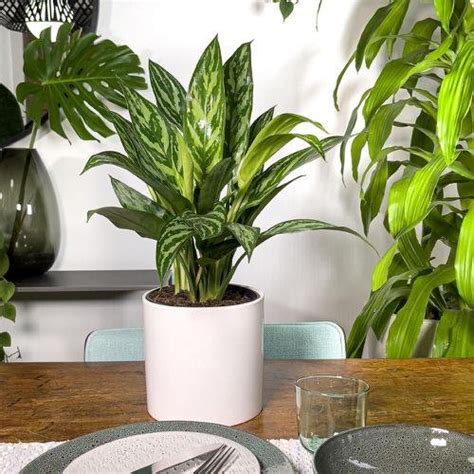 17 Best Types of Chinese Evergreen Varieties | Balcony Garden Web