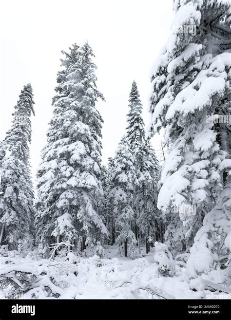 Winter forest snowy taiga. Tops of conifers. Beautiful nature of ...