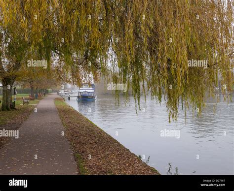 A Willow Tree In Autumn By The River Thames At Henley On Thames On A