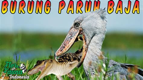 Burung Paruh Baja Shoebill Stork Burung Purba Yang Masih Ada Youtube