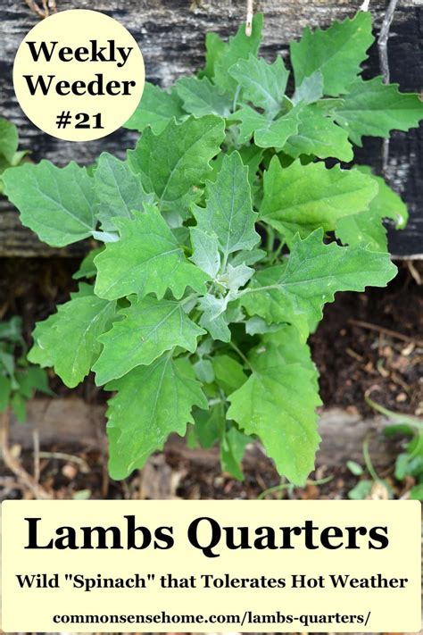 Lambsquarters Recipes