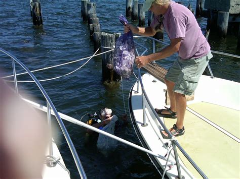 Restoration projects will save the jamaica bay ecosystem 2