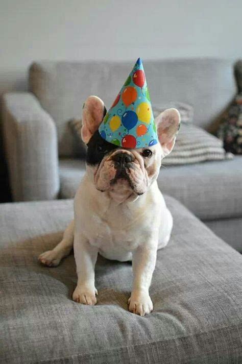 Manny The French Bulldog Is Wearing His Birthday Party Hat Animal