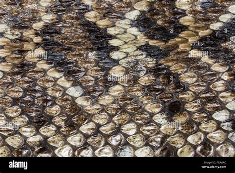 Snake Skin Hi Res Stock Photography And Images Alamy