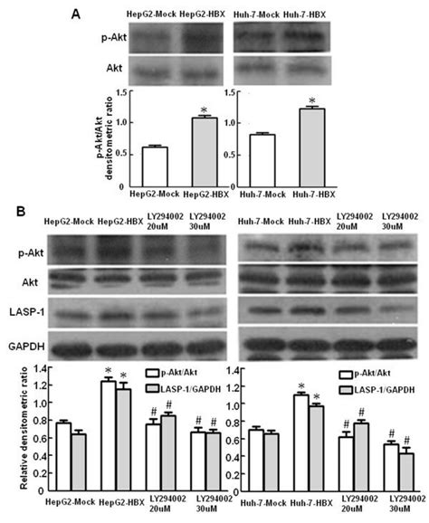 Activation Of Pi Kinase Pathway On Lasp Expression By Hbx A Hbx