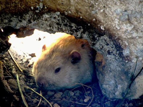 PRX » Piece » Wiarton Willie, Canadian Groundhog