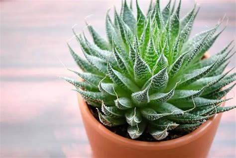 Aloe Plants Are Succulents With Special Care Needs How Does Your