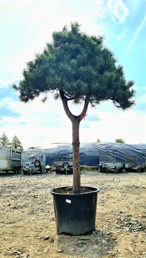 Pinus Nigra Nigra Form Caragh Nurseries