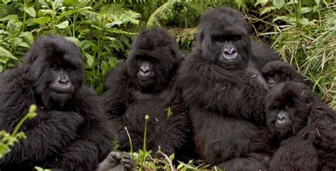 Gorilla families in Bwindi park- When to visit Bwindi national park