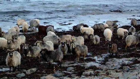 North Ronaldsay sheep - Alchetron, The Free Social Encyclopedia