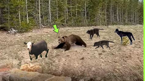 INACREDITÁVEL CACHORROS ATACAM URSO PARA SALVAR VACA YouTube