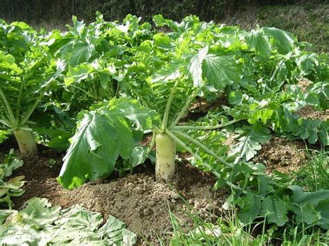 Daikon Radish Seeds Deer Wildlife Food Plot Seed Cover Crops