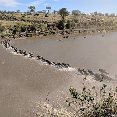 Huge River Crossings In The Northern Serengeti Discover Africa Safaris