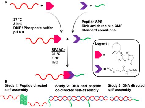 Tuning Dynamic Dna And Peptide Driven Self Assembly In Dnapeptide