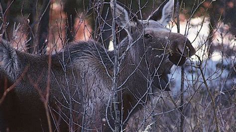 moose | Habitat, Size, Weight, Diet, Antlers, & Facts | Britannica