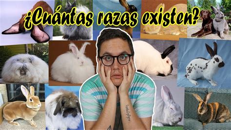 ¿qué Razas De Conejo Existen Clasificación Según La American Rabbit Breeders Association Mr