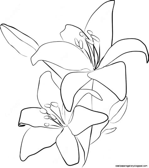 Lily Flower Drawing Outline Wallpapers Gallery Images And Photos Finder